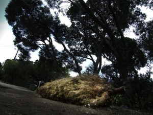 'Fallen Comrade', Pt. Lonsdale, Vic, Australia