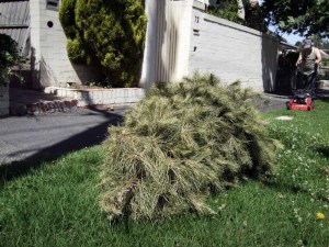 'Victa', Hawthorn, Melbourne, Australia