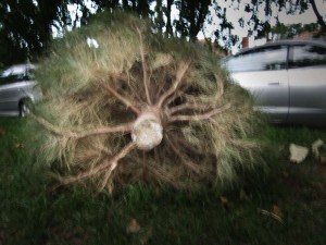 'Severed', Prahran, Melbourne, Australia