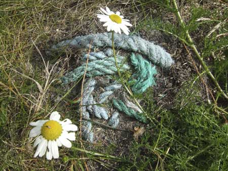 'Rope and Daisies'