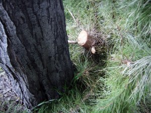 'Pine on Pine', Thornbury, Australia